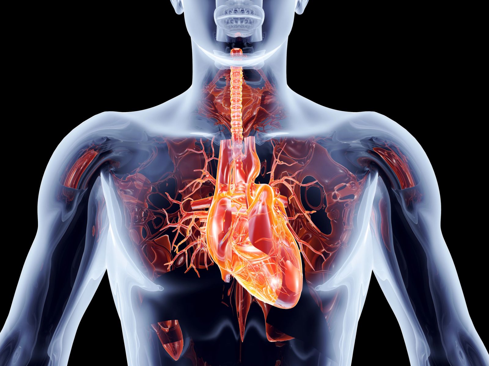 Hälfte aller Herzinfarkte und Schlaganfälle sind vermeidbar